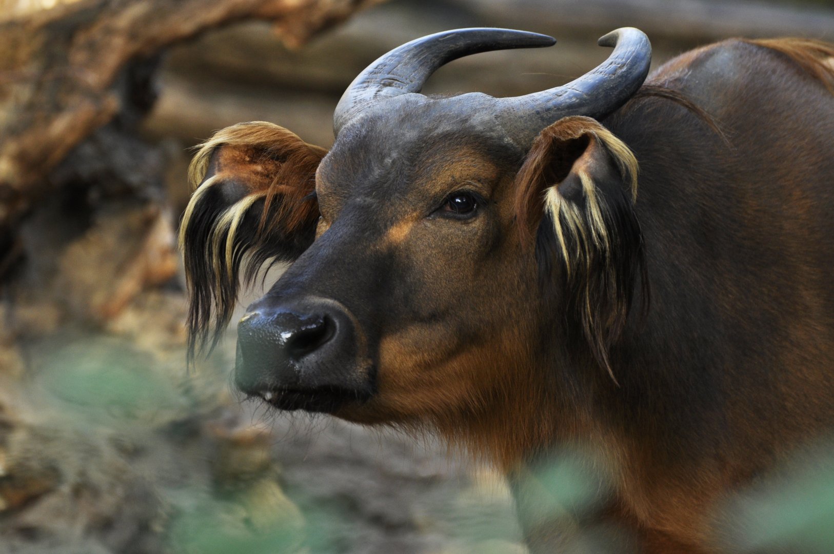 Forest buffalo (Syncerus caffer nanus)