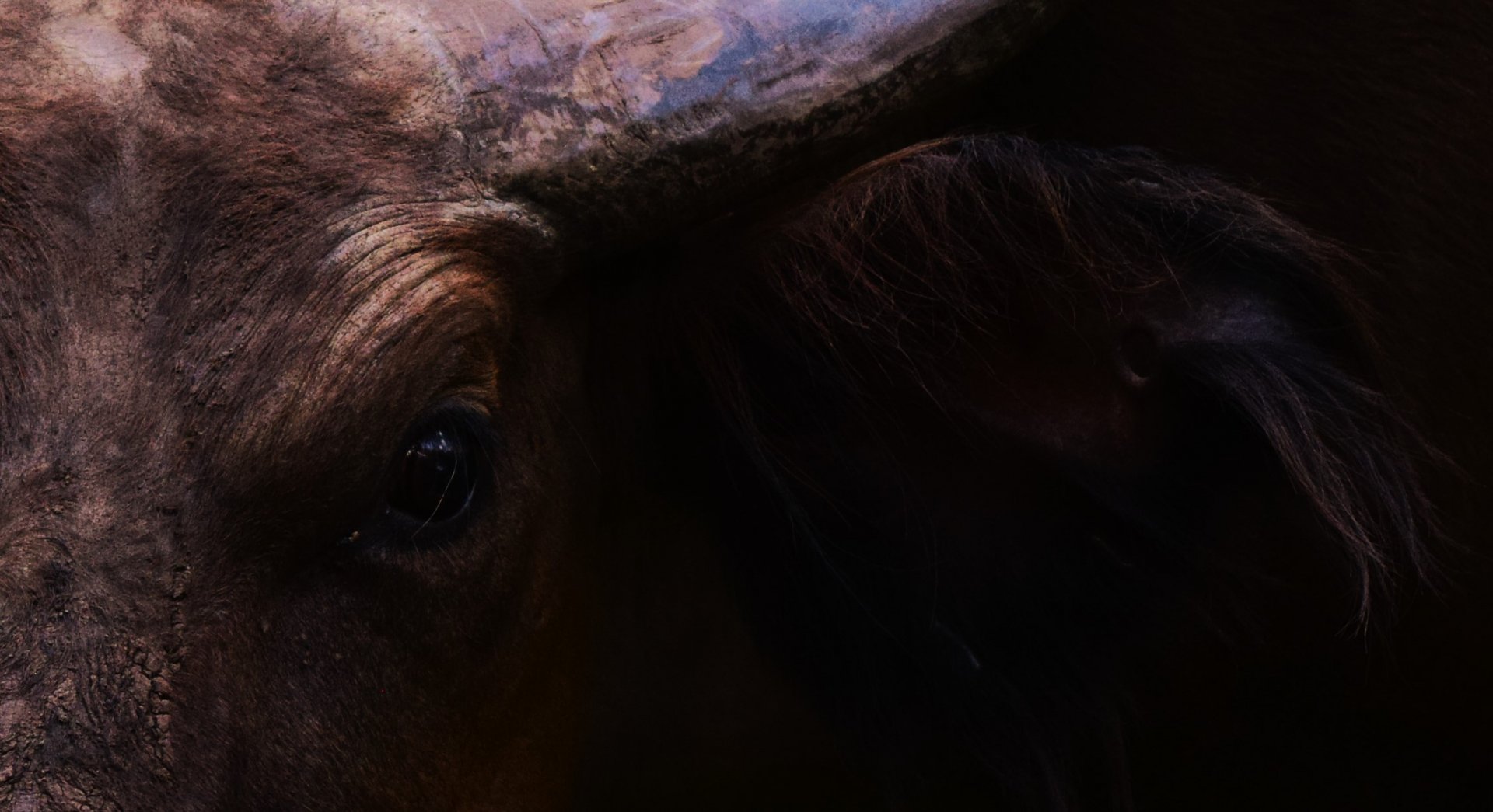 Forest Buffalo (Syncerus caffer nanus)