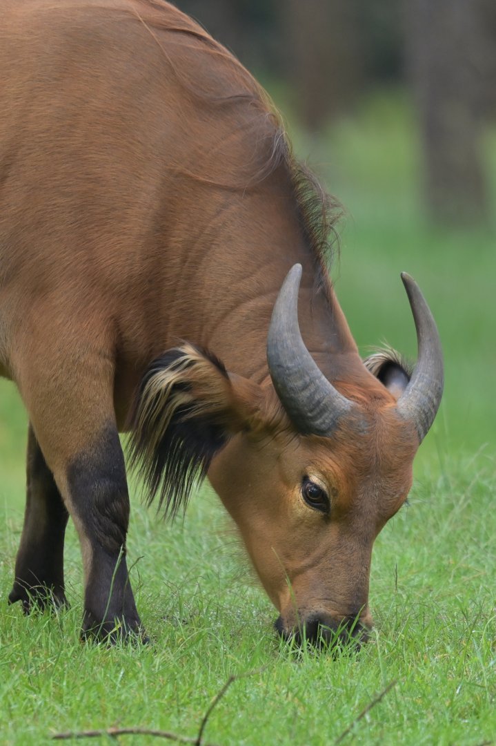 Forest buffalo (Syncerus caffer nanus)