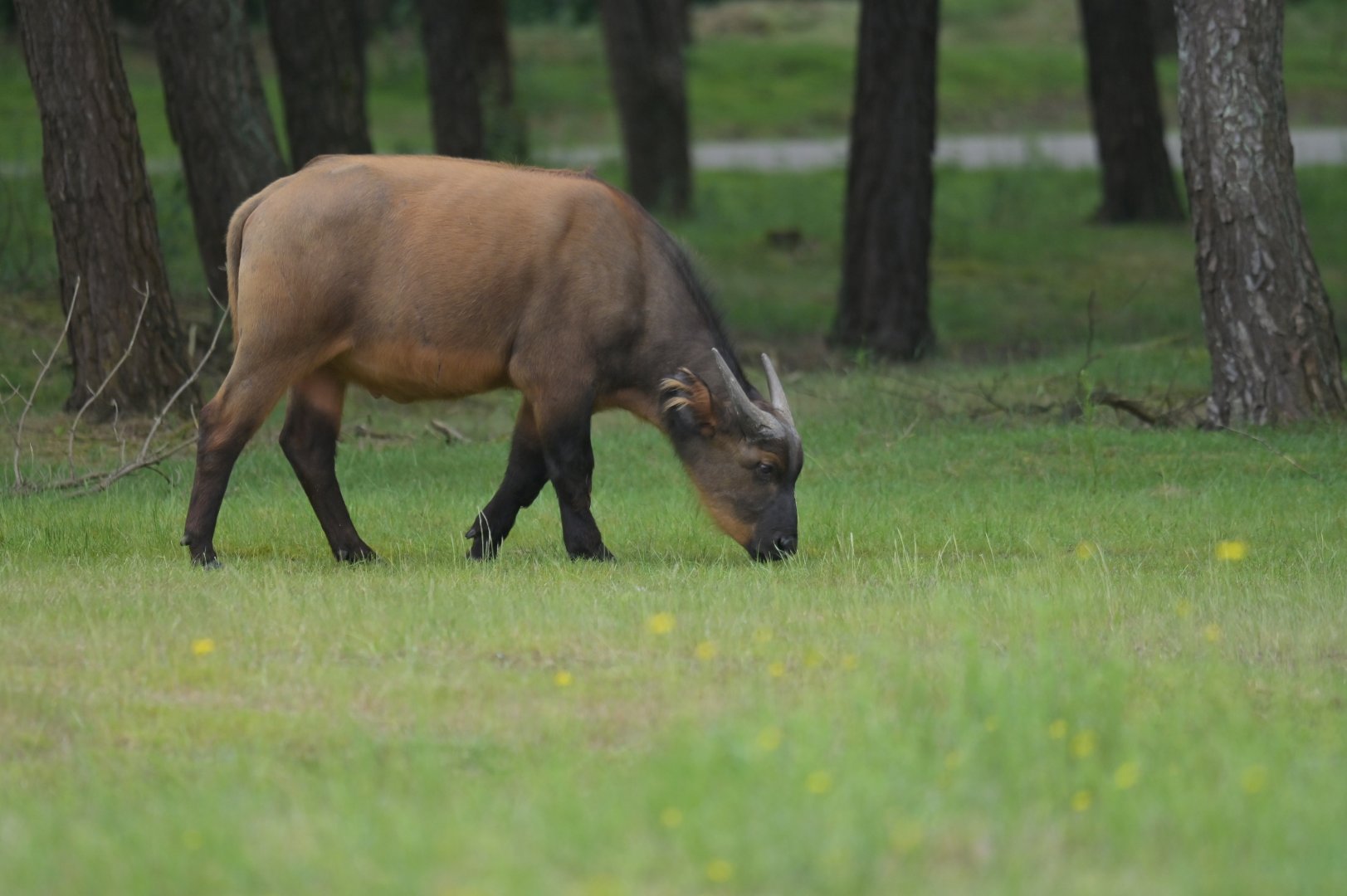 Forest buffalo (Syncerus caffer nanus)