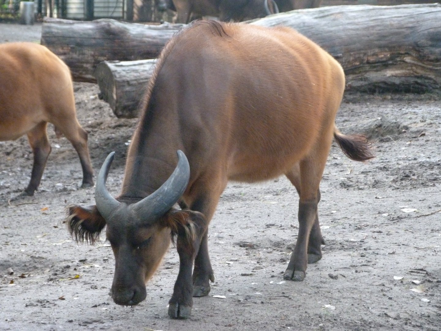 Forest buffalo -Tierpark Berlin (2024)