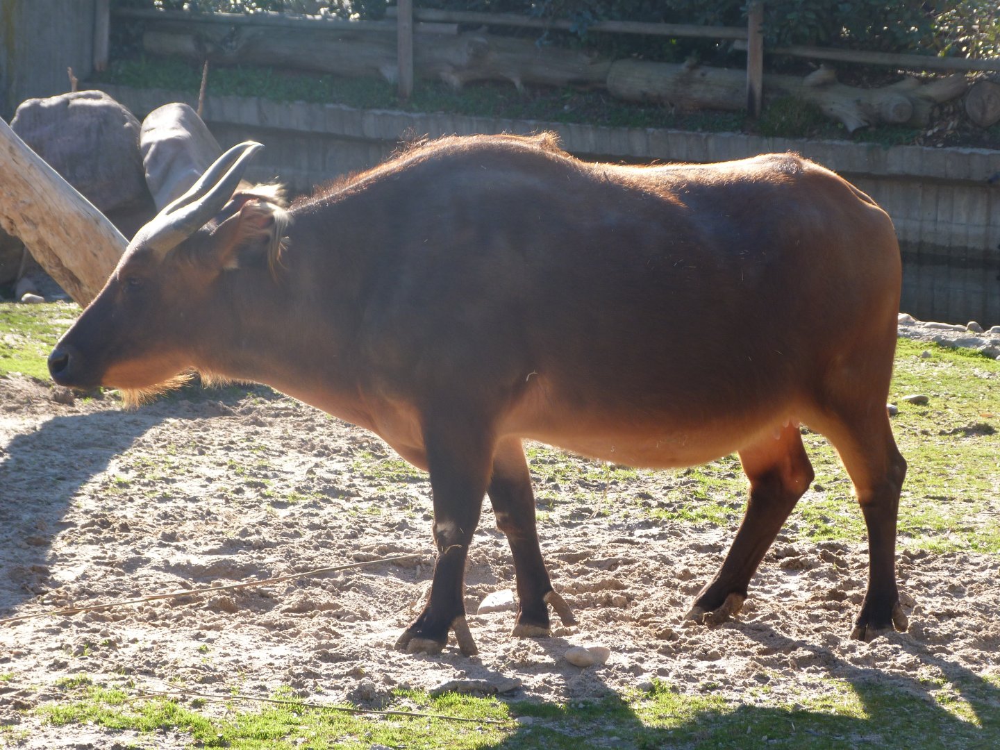 Forest buffalo -Zoo Aquarium de Madrid (2025)