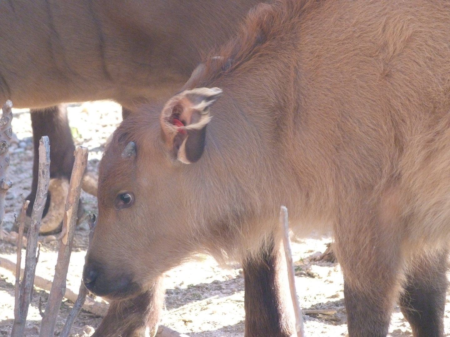 Forest buffalo -Zoo Aquarium de Madrid (2025)