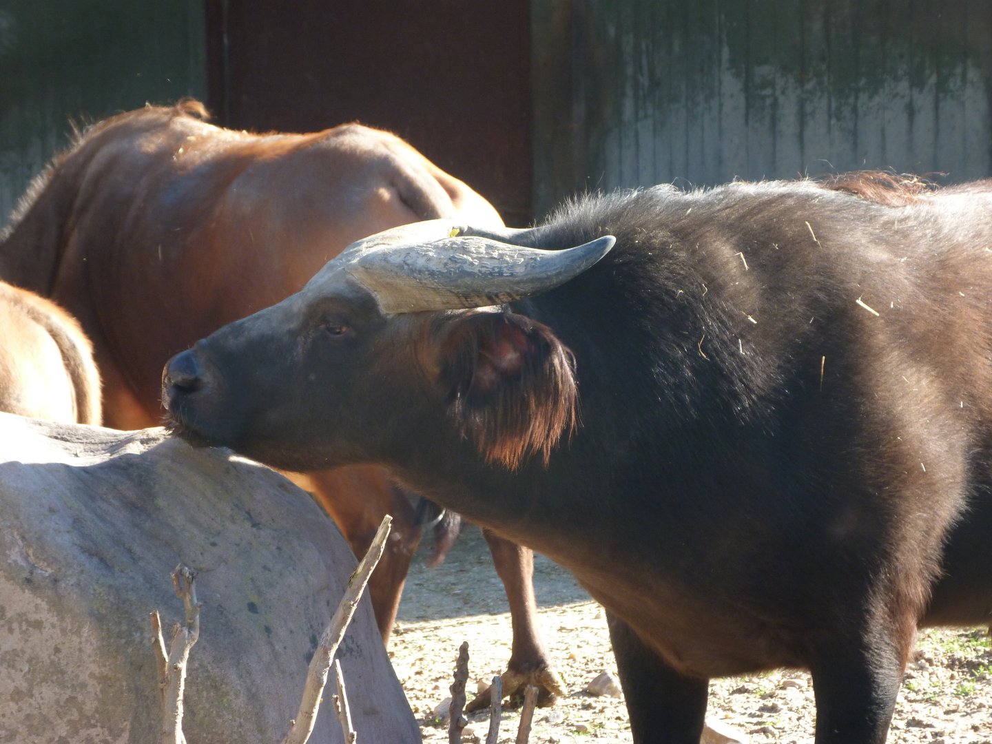 Forest buffalo -Zoo Aquarium de Madrid (2025)