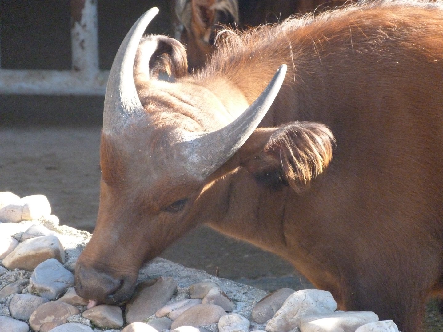 Forest buffalo -Zoo Aquarium de Madrid (2025)
