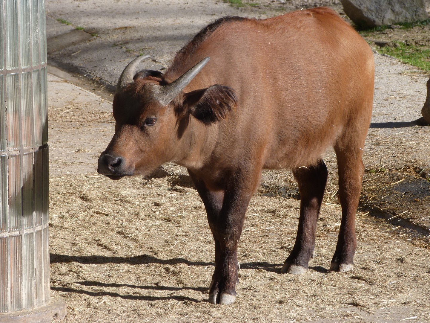 Forest buffalo -Zoo Aquarium de Madrid (2025)