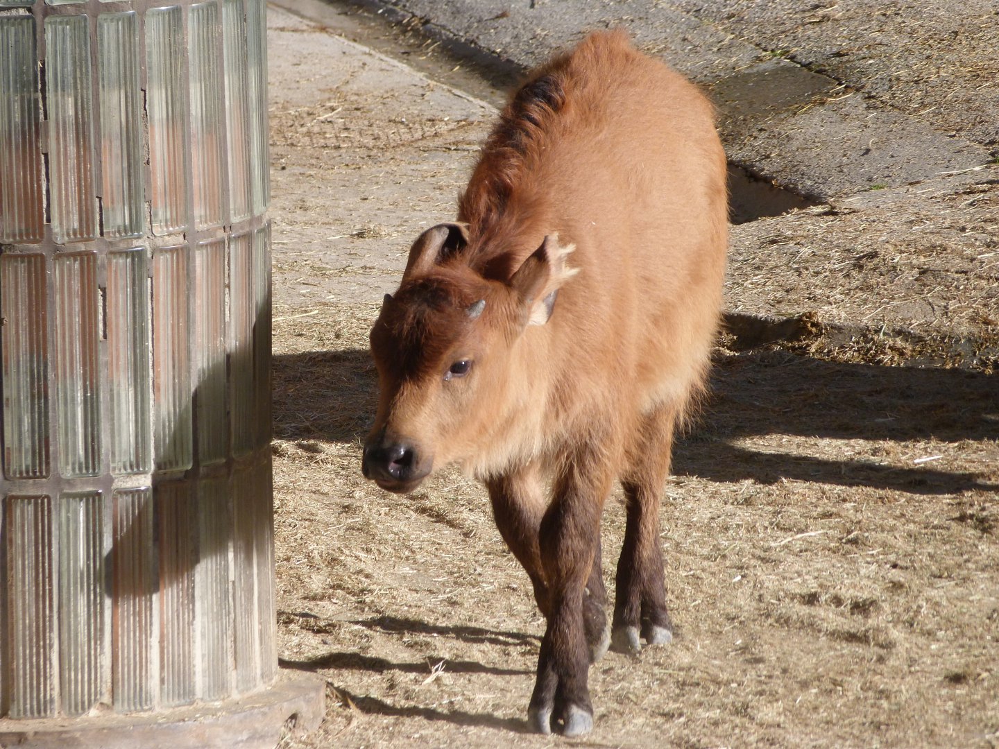 Forest buffalo -Zoo Aquarium de Madrid (2025)