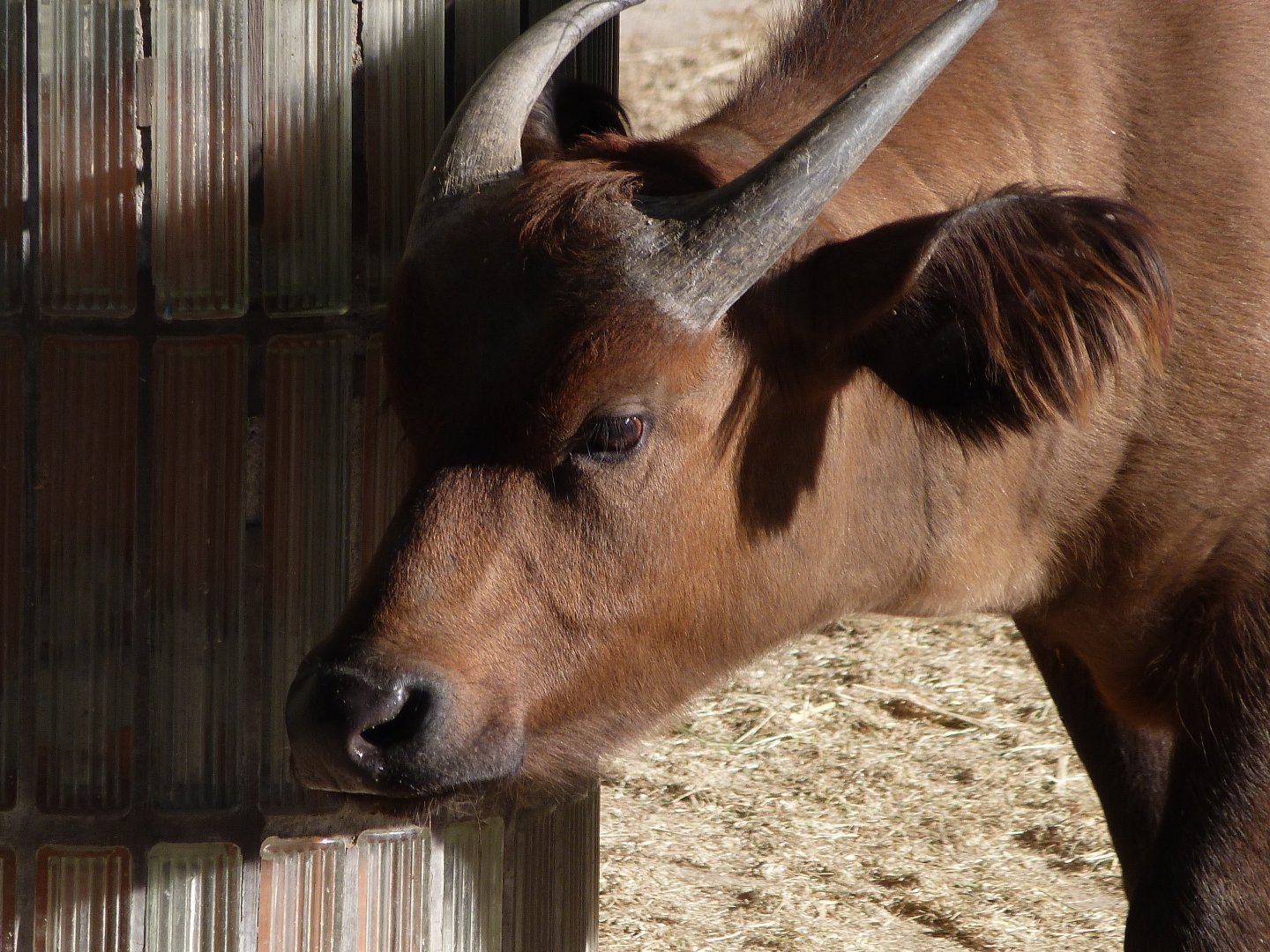 Forest buffalo -Zoo Aquarium de Madrid (2025)