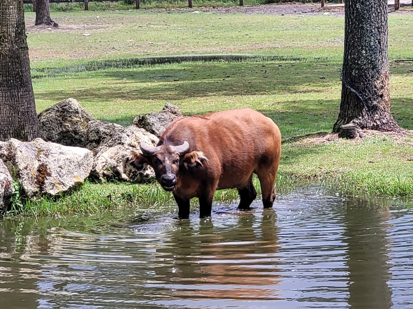 Forest buffalo -Zoo du bassin d'Arcachon (2024)