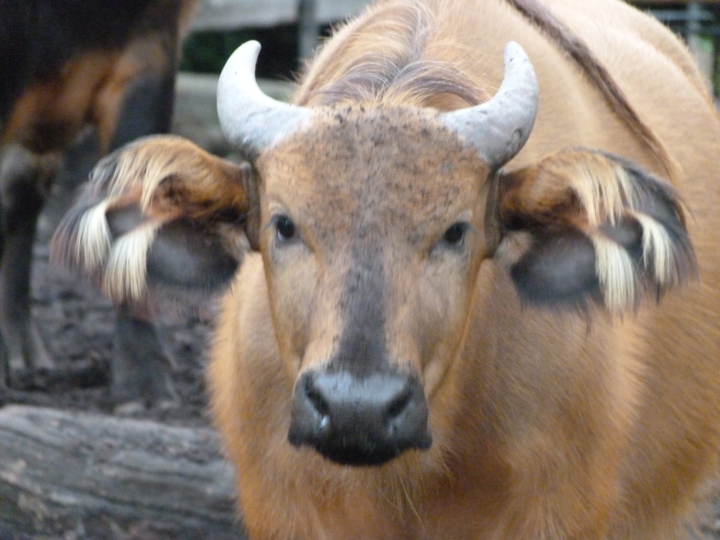 Forest buffalo -Zoologischer Garten Berlin (2024)