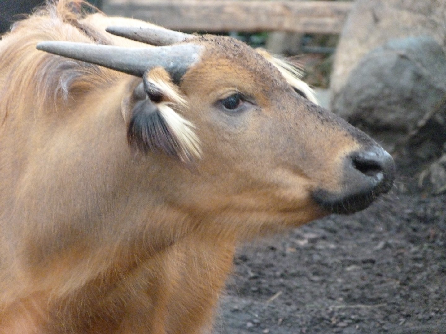 Forest buffalo -Zoologischer Garten Berlin (2024)