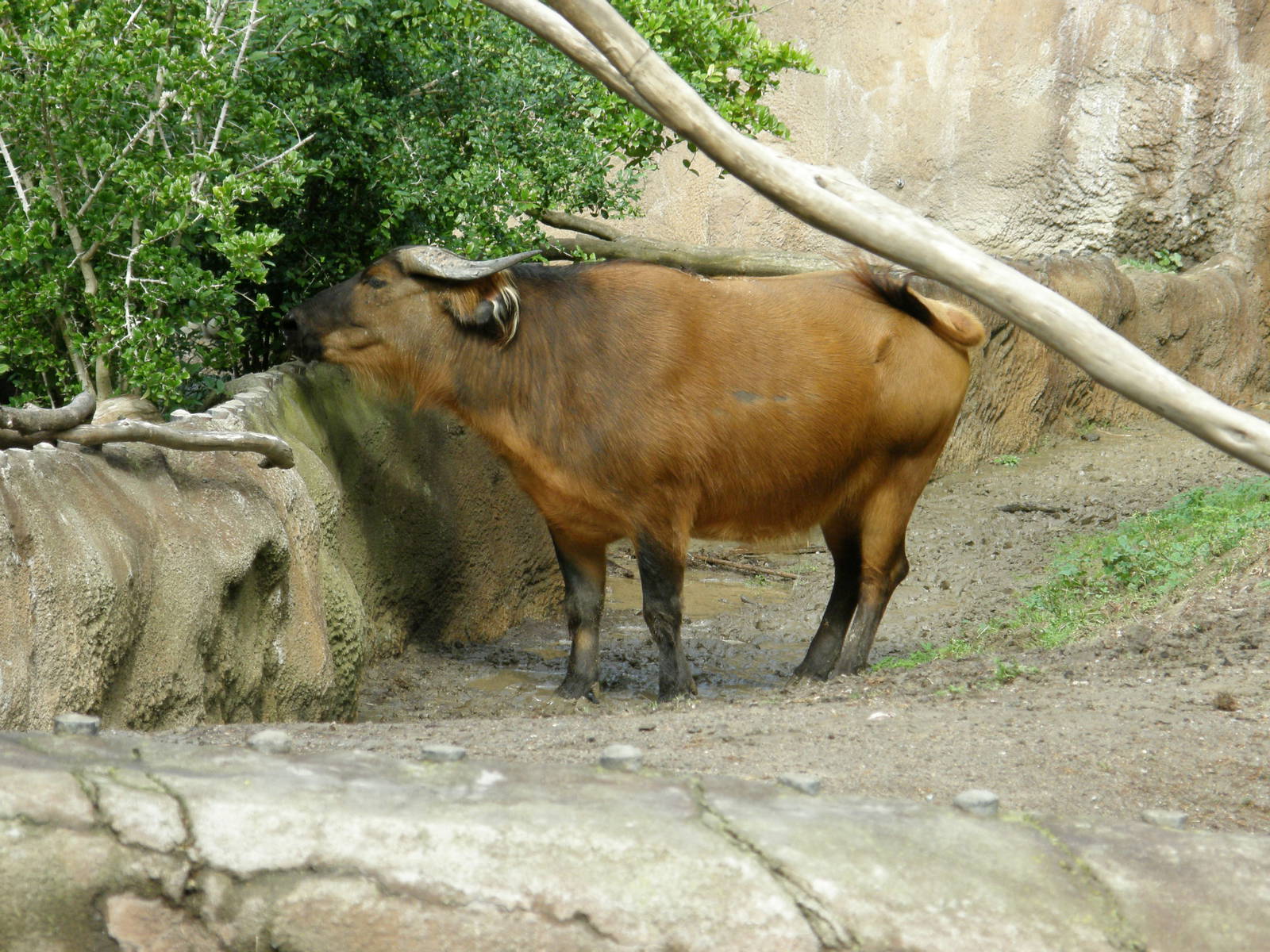 forest buffalo