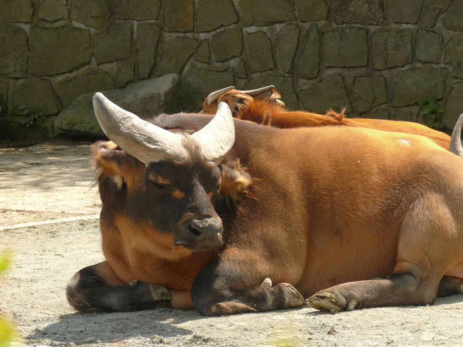 Forest Buffalo