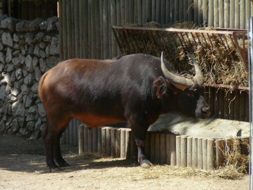 forest buffalo