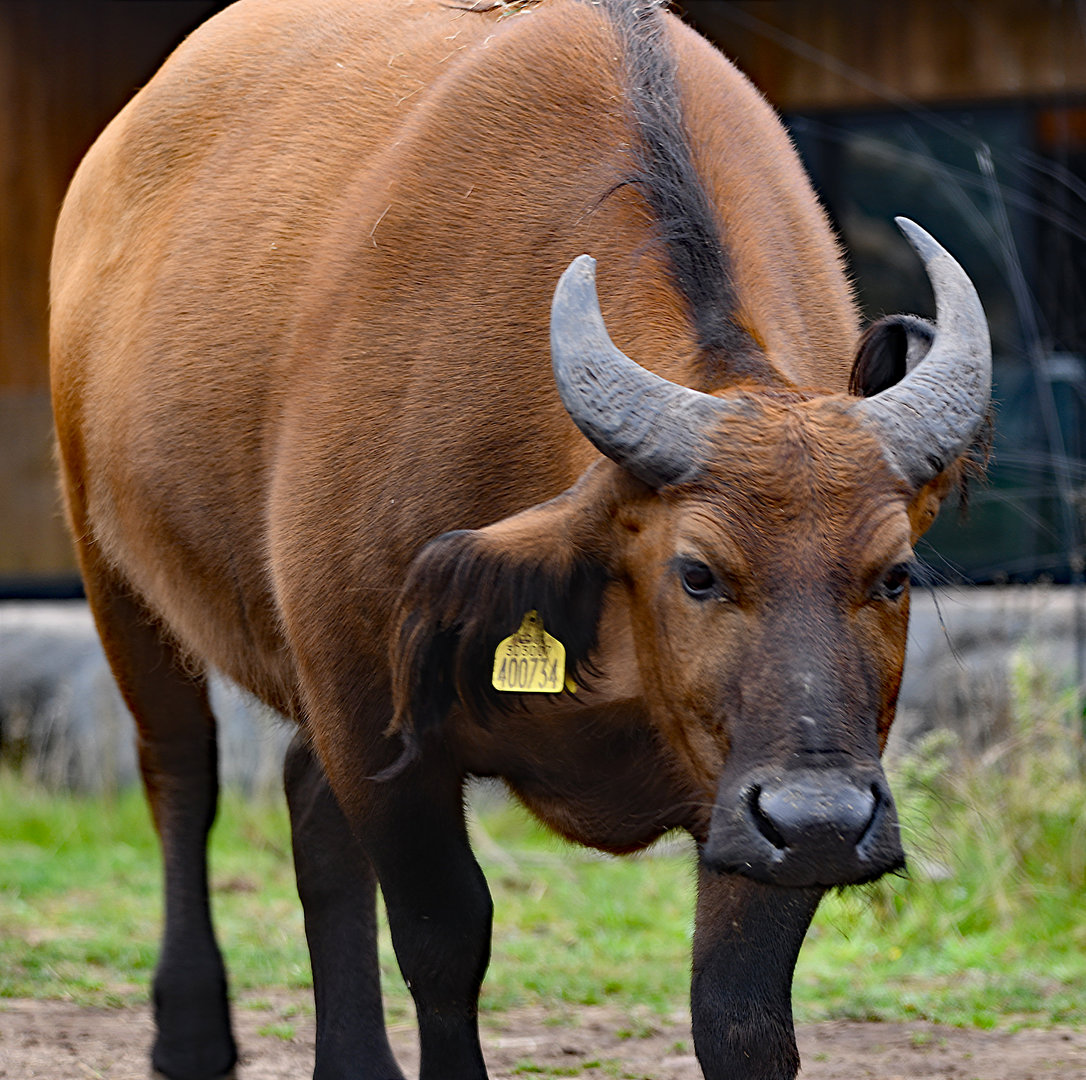 Forest Buffalo