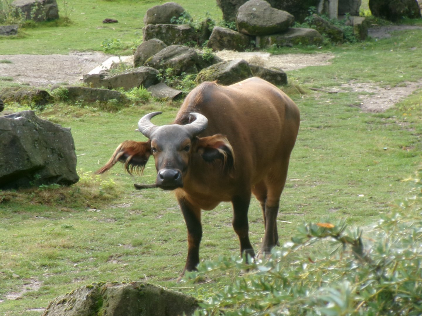 Forest buffalo
