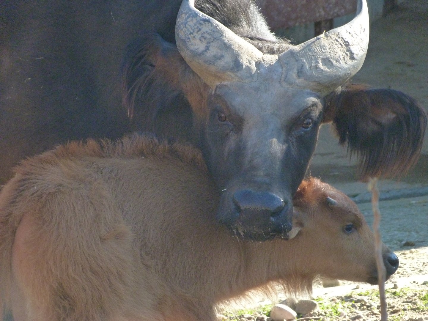 Forest buffaloes -Zoo Aquarium de Madrid (2025)