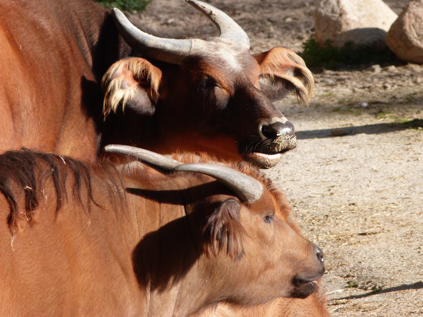 Forest buffaloes -Zoo Aquarium de Madrid (2025)
