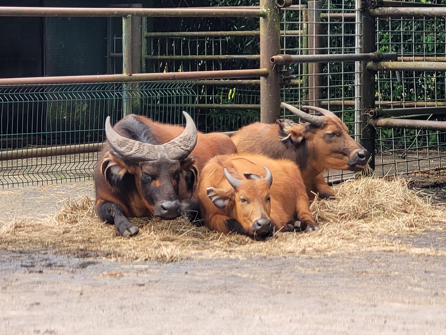 Forest buffaloes -Zoo du bassin d'Arcachon (2024)