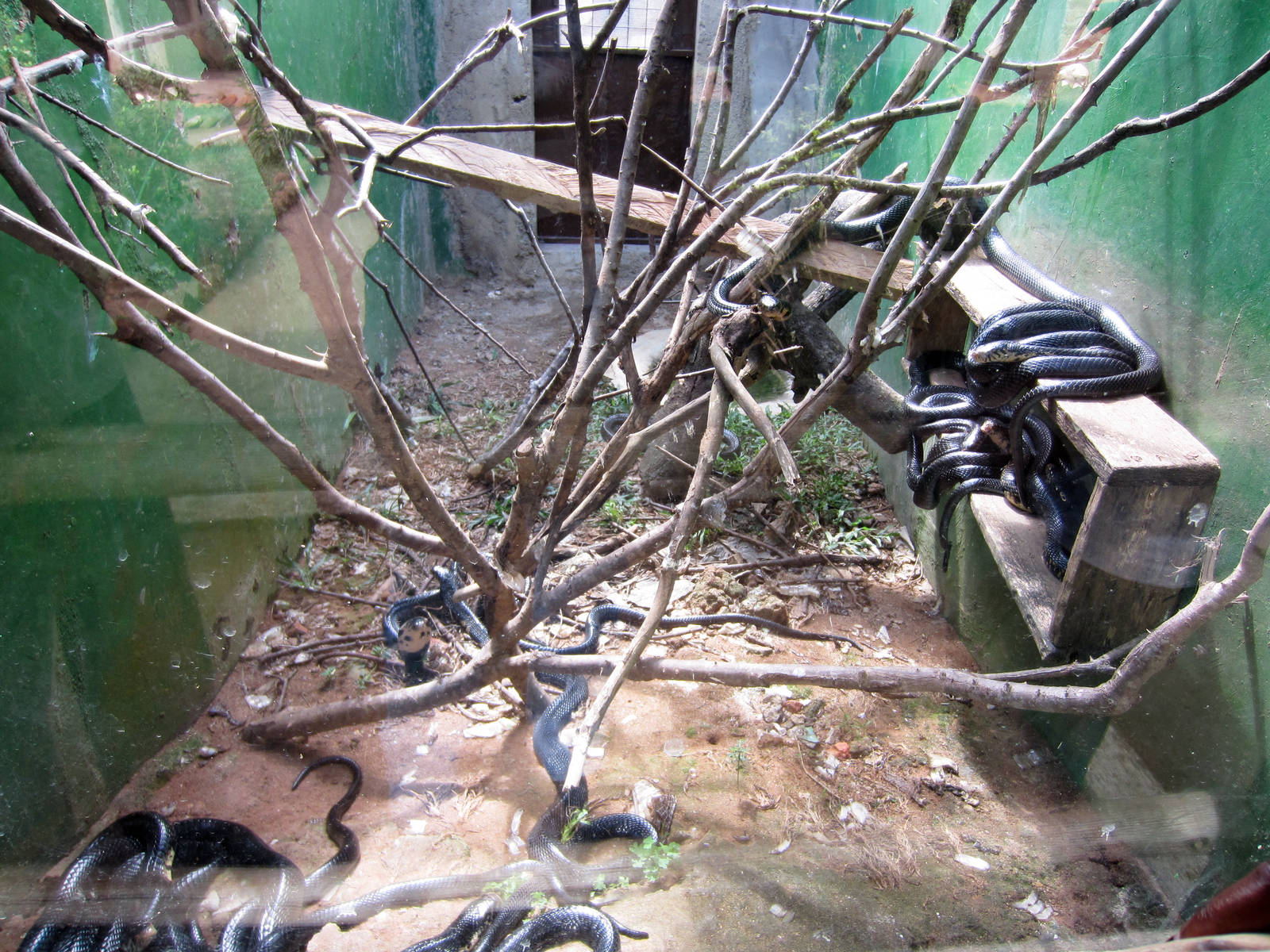 Forest Cobra enclosure