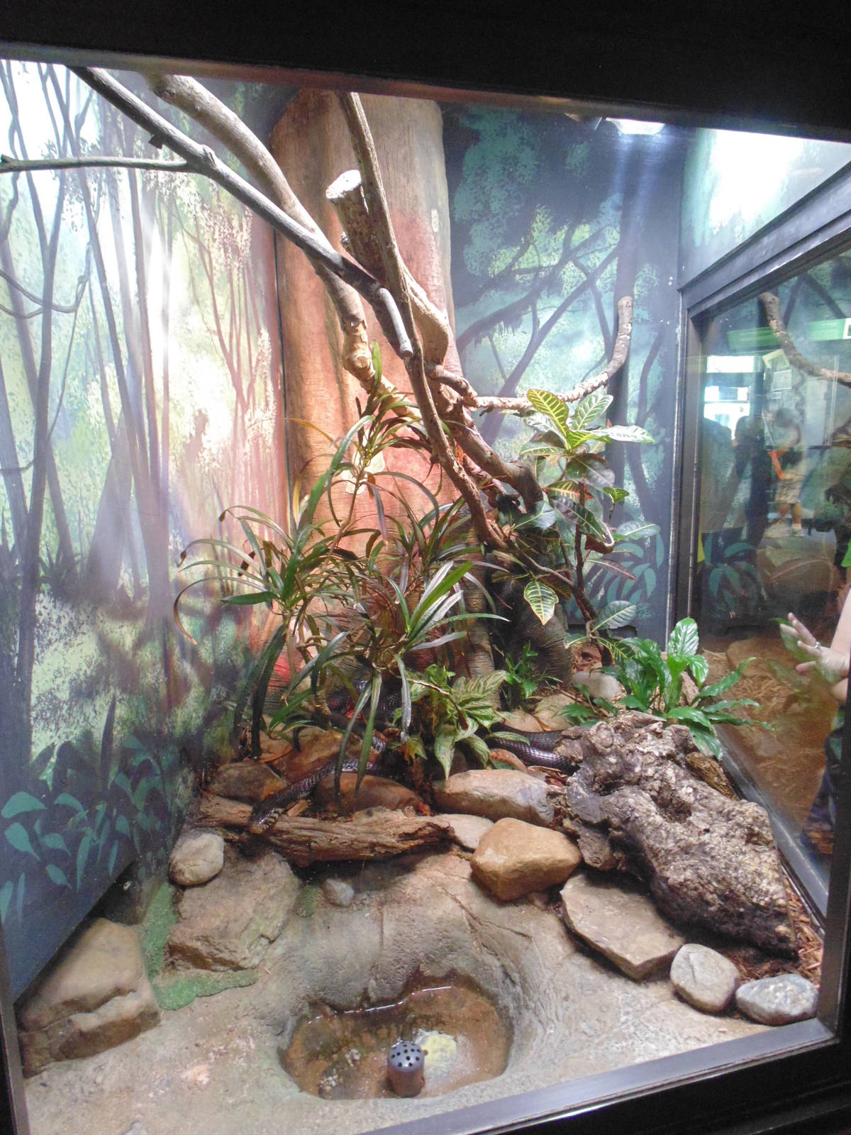 Forest Cobra Exhibit