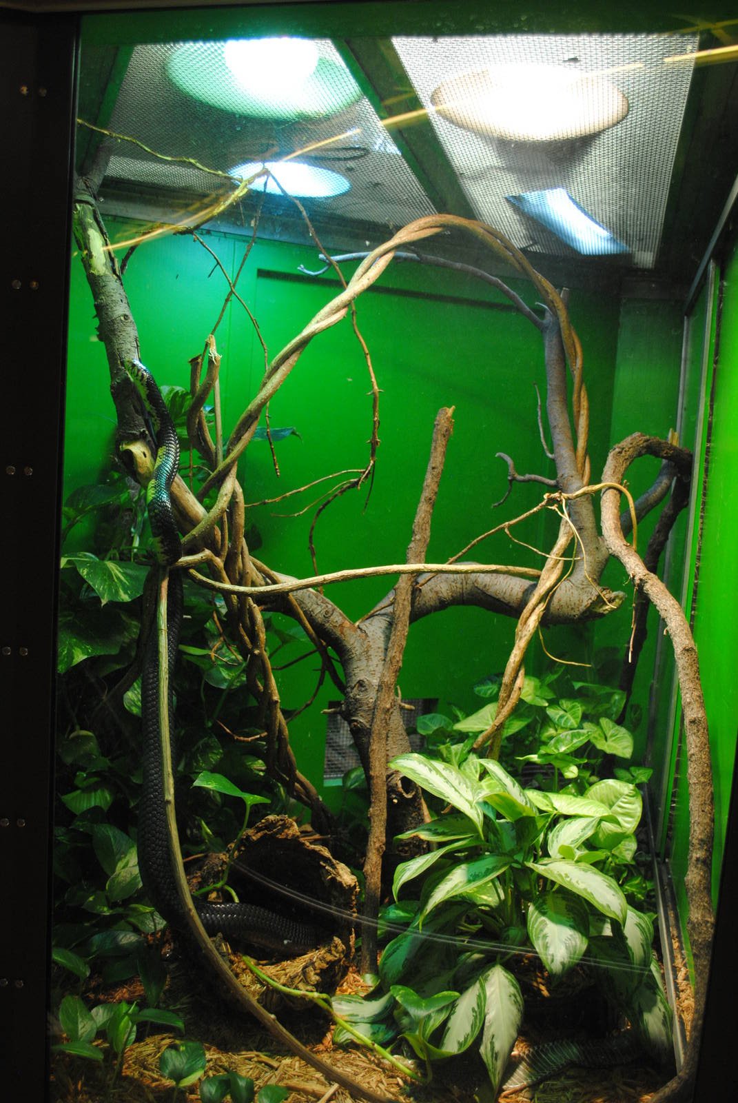 Forest Cobra exhibit