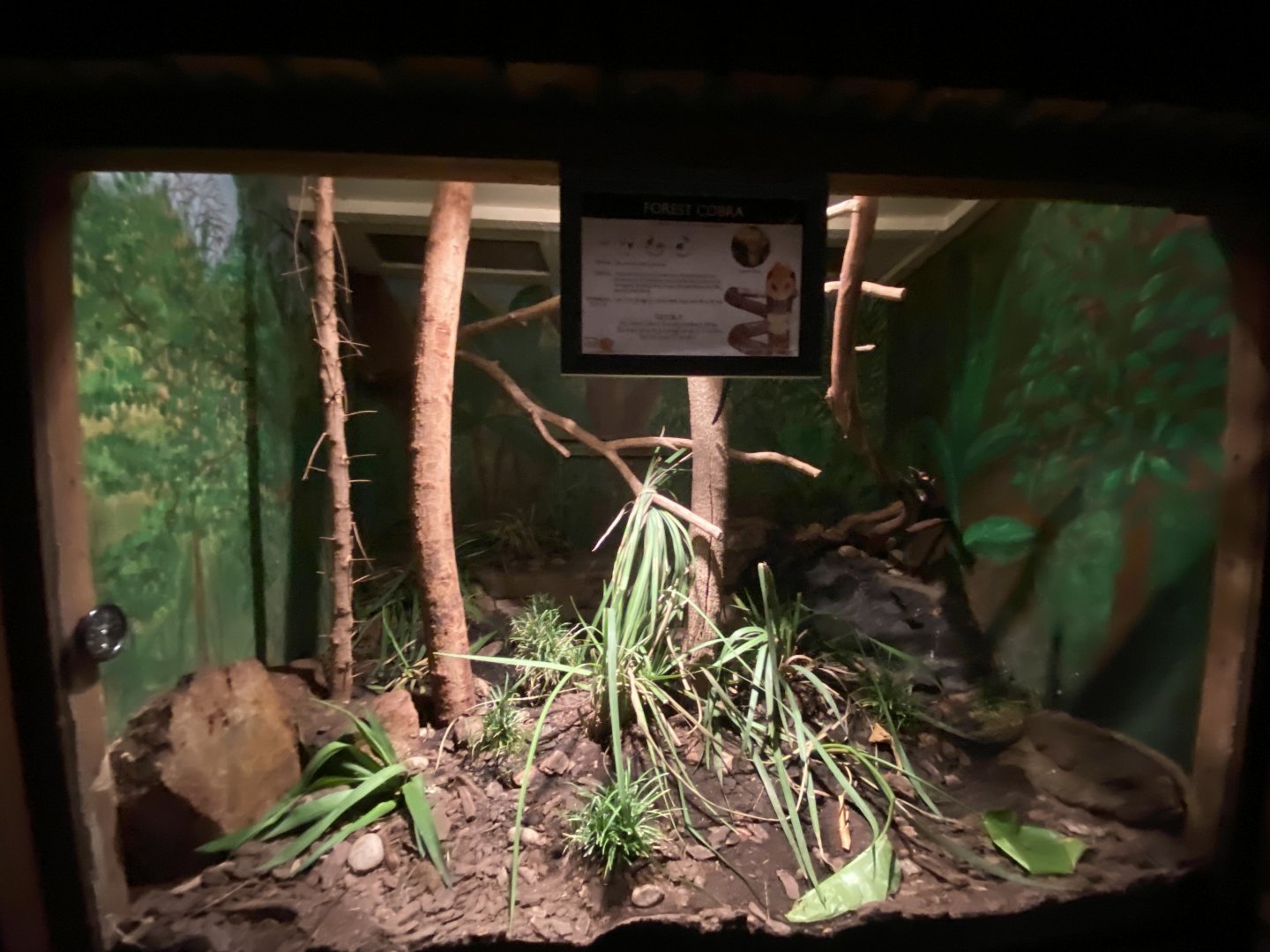 Forest cobra exhibit