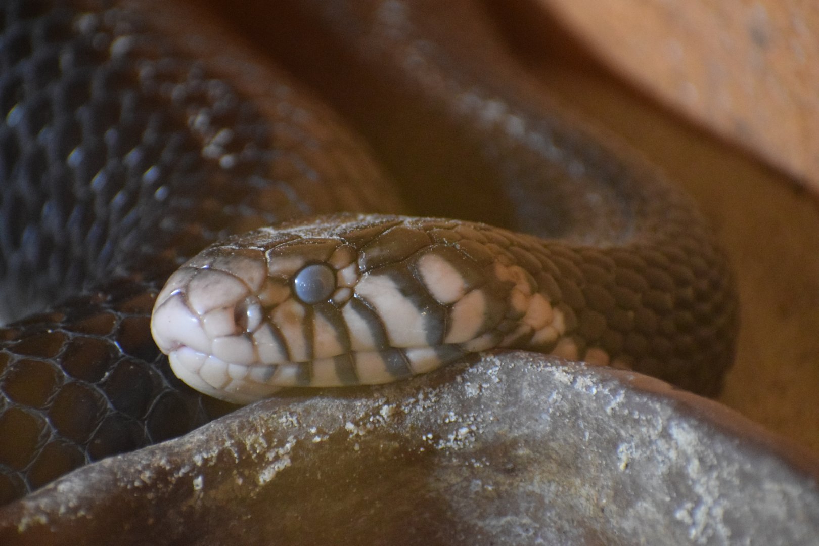 Forest cobra - July 2021