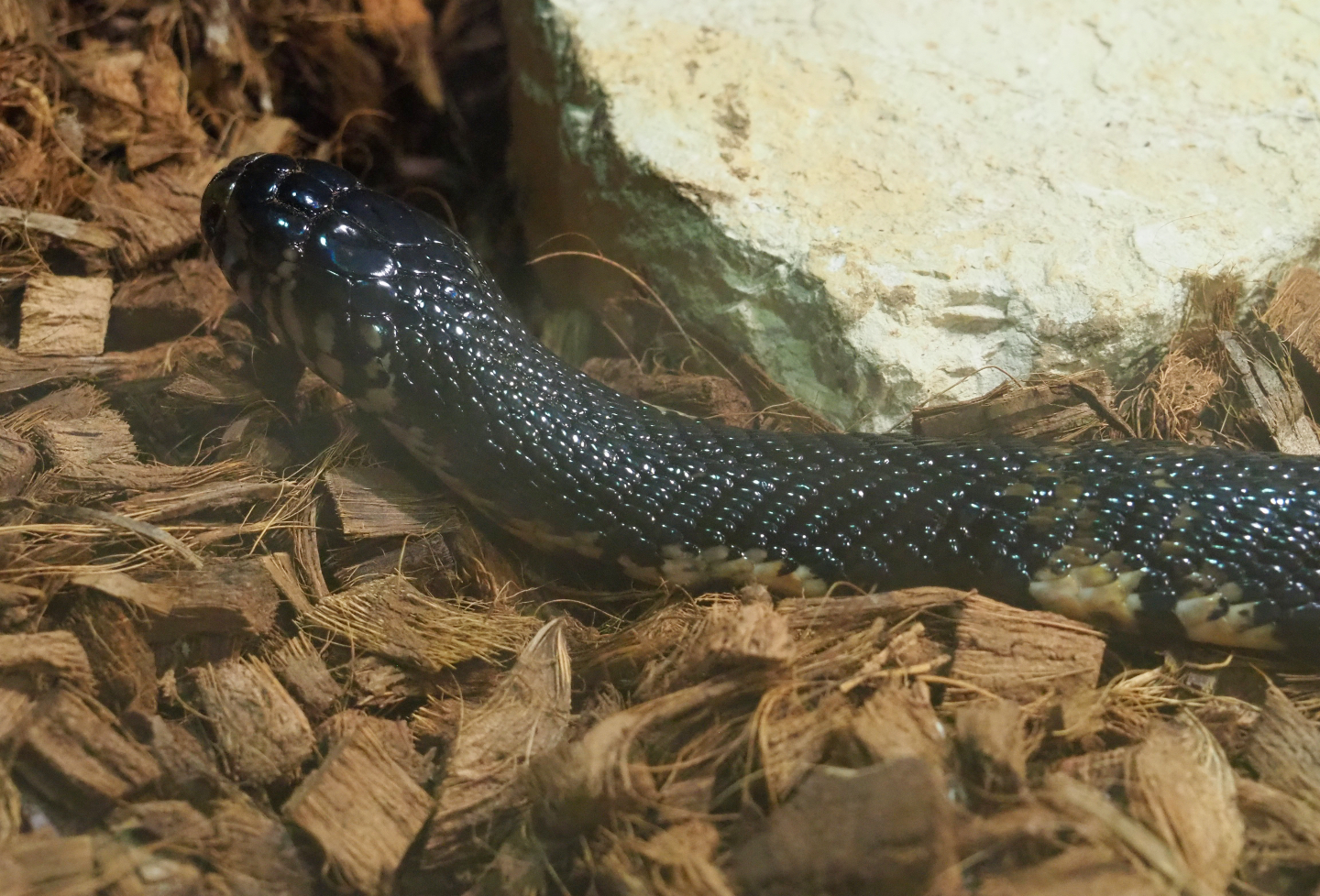 Forest cobra (Naja melanoleuca), 2019-10-04
