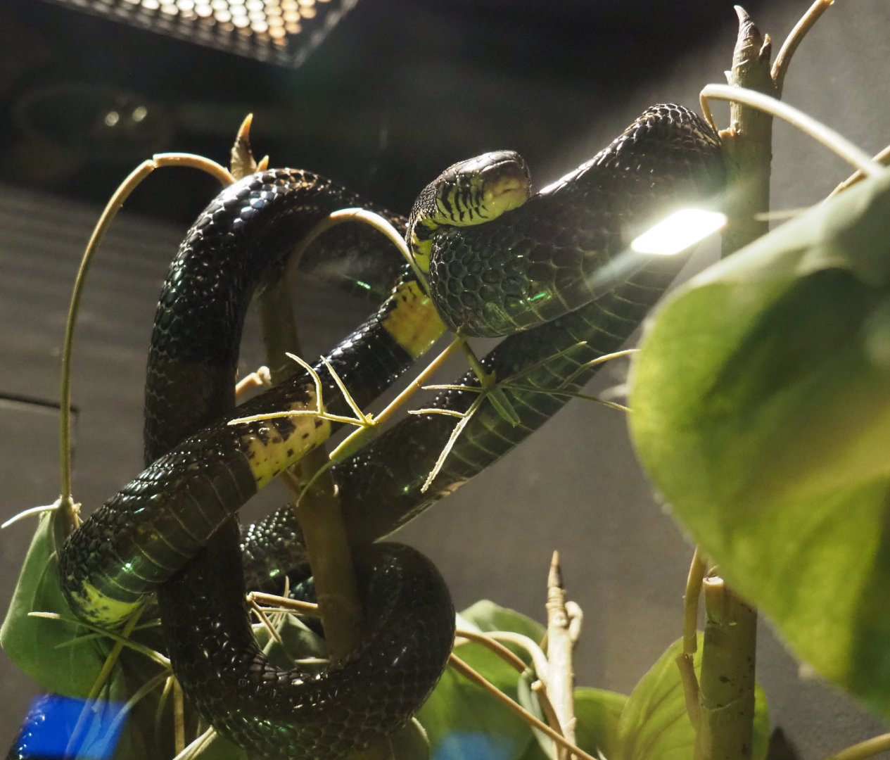 Forest cobra (Naja melanoleuca), 2020-09-02