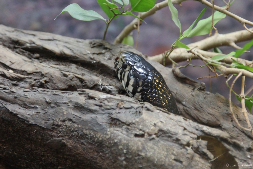 Forest Cobra (Naja melanoleuca)