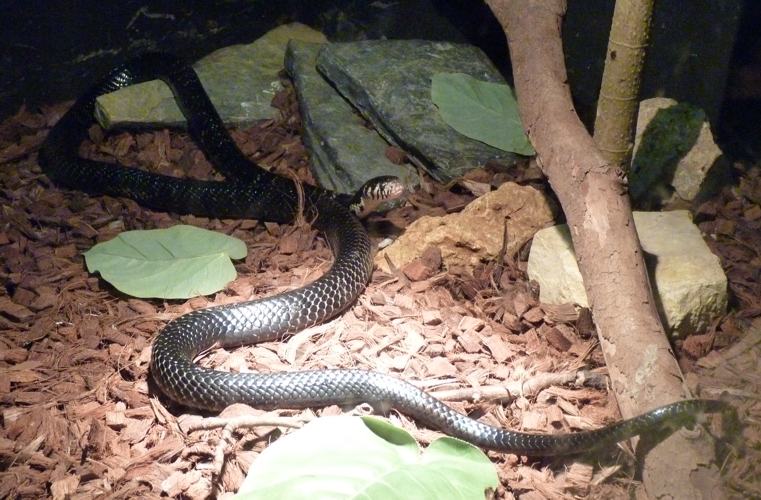 Forest cobra (Naja melanoleuca)