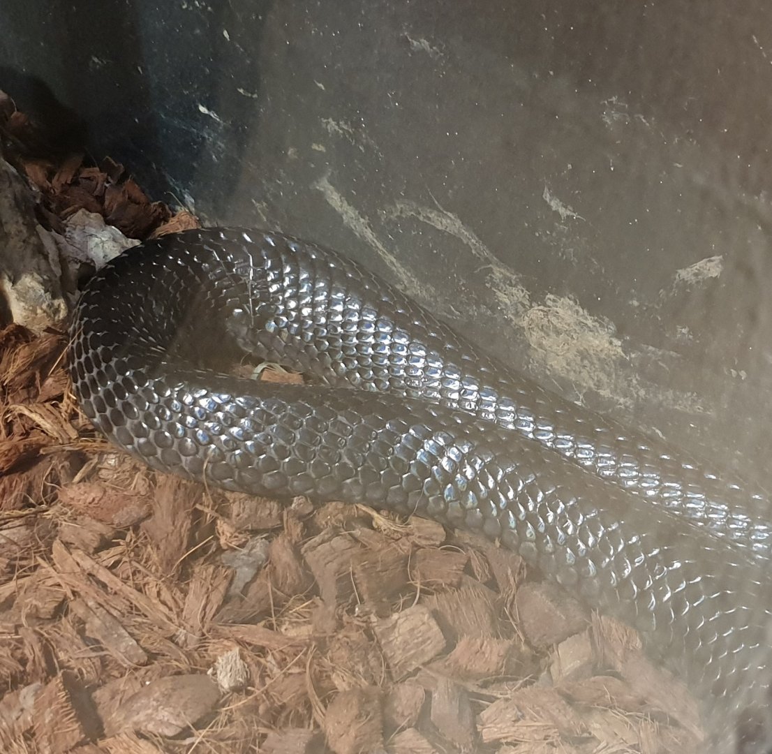 Forest cobra - Naja melanoleuca