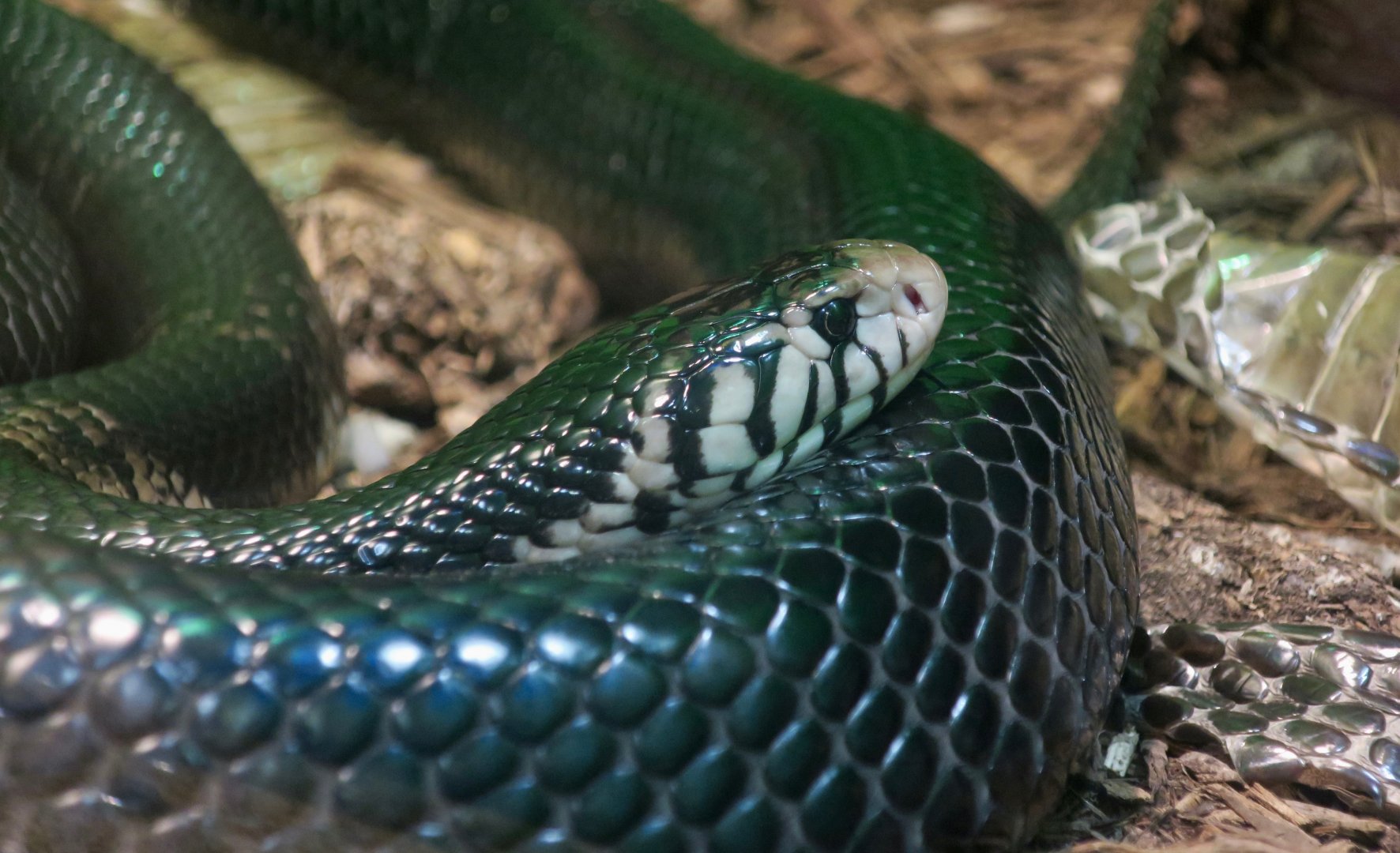 Forest Cobra (Naja melanoleuca)