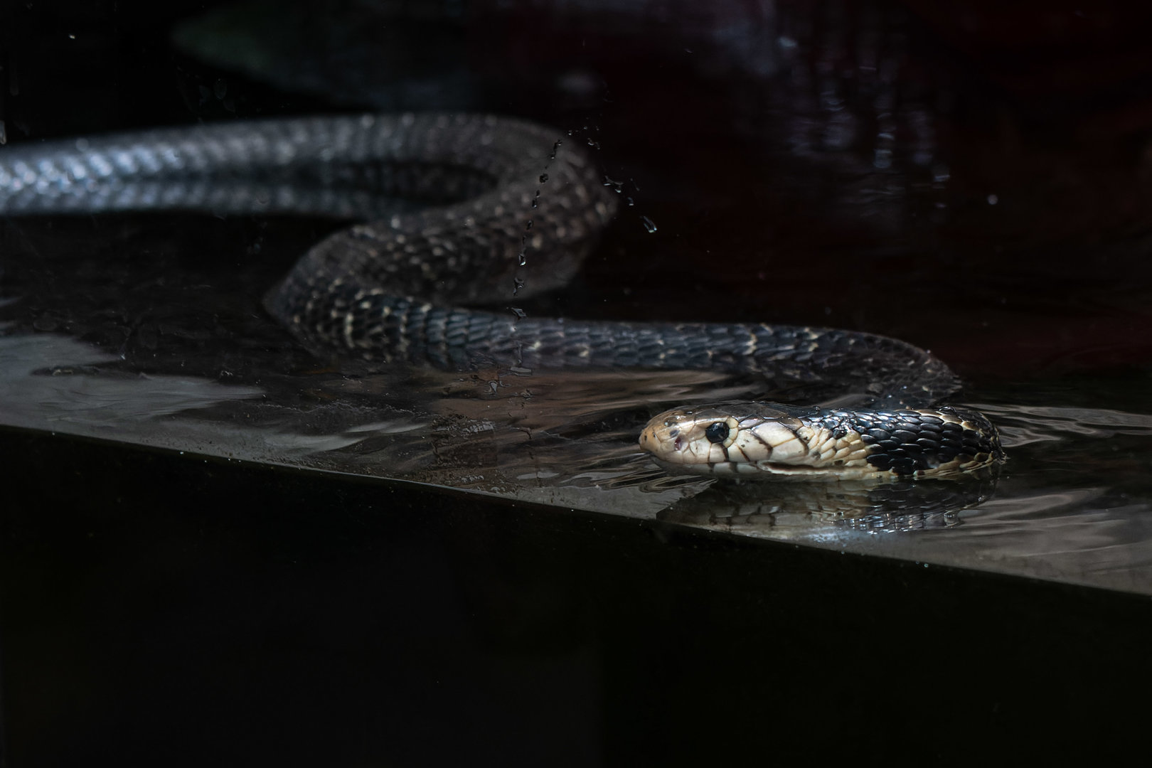 Forest cobra (Naja melanoleuca)