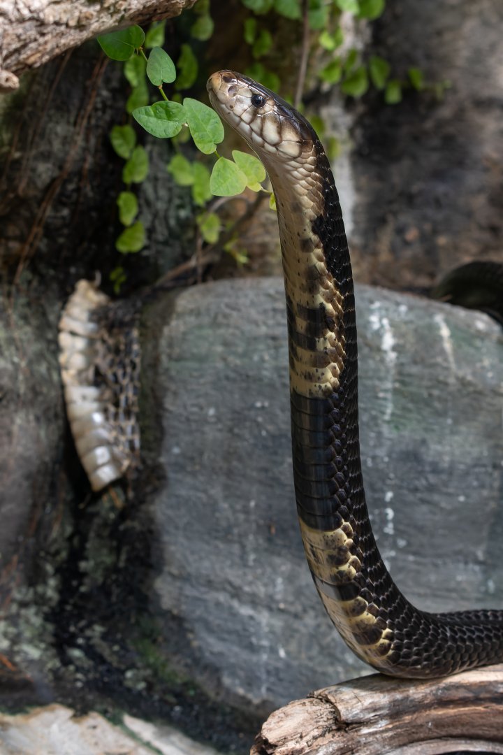 Forest cobra (Naja melanoleuca)