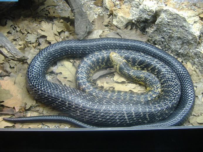Forest Cobra Terra Natura