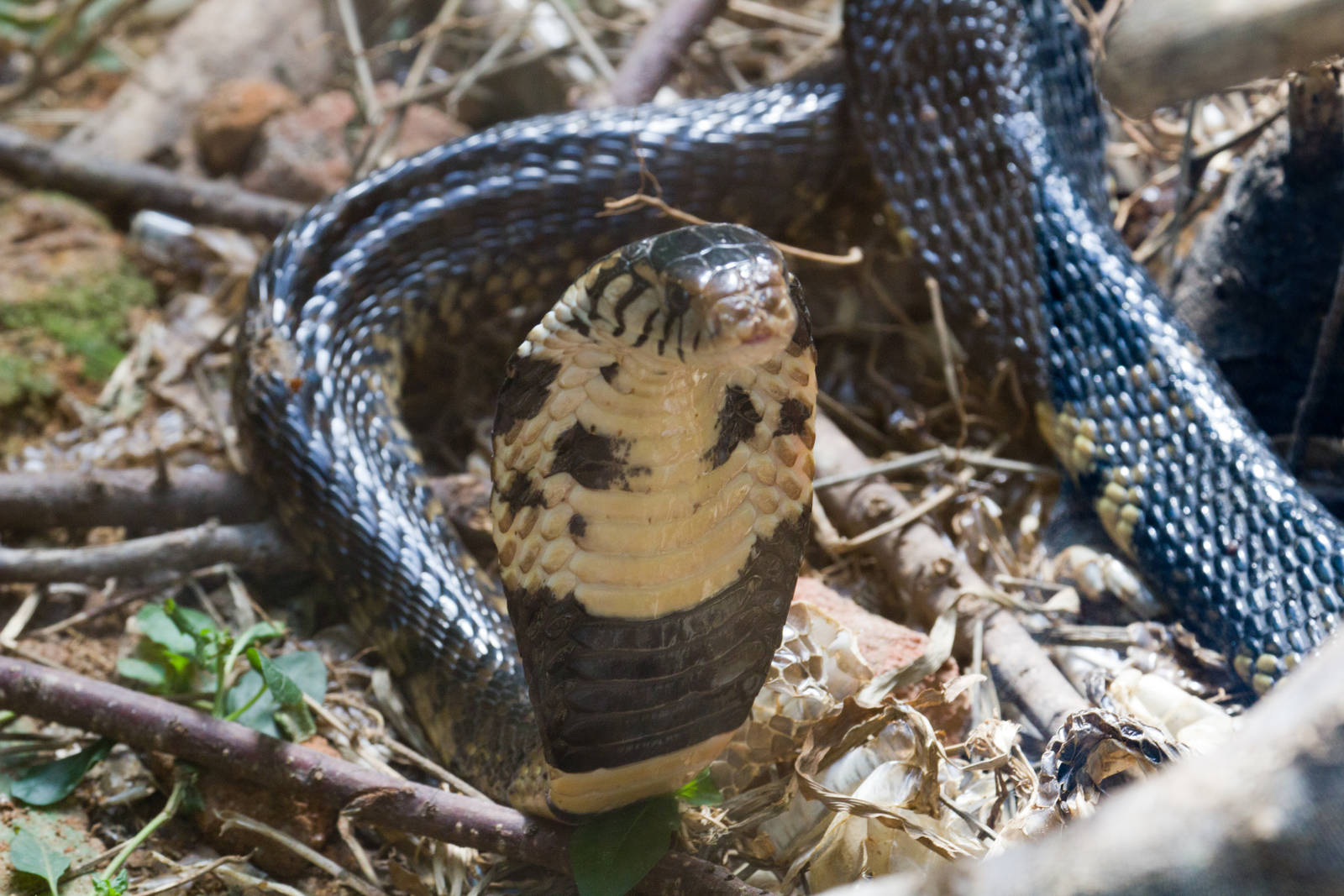 Forest Cobra
