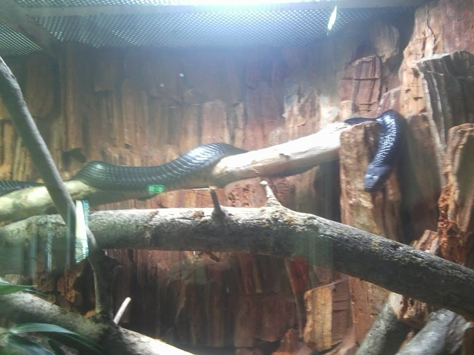 Forest cobra