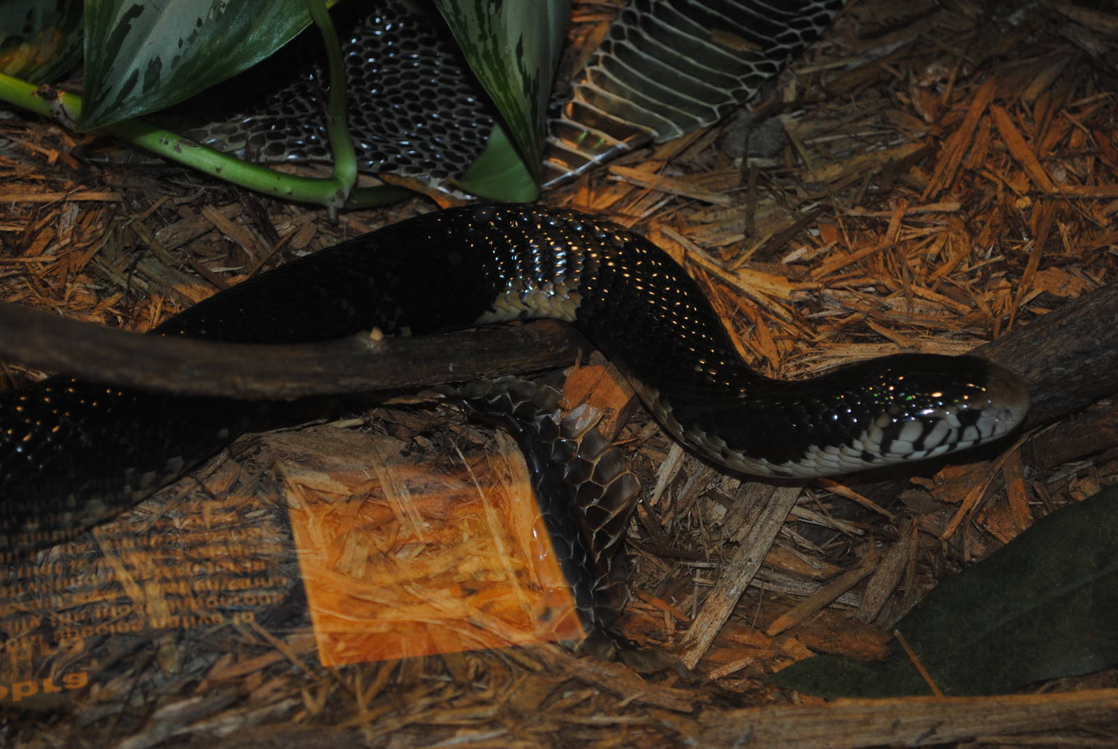 Forest Cobra