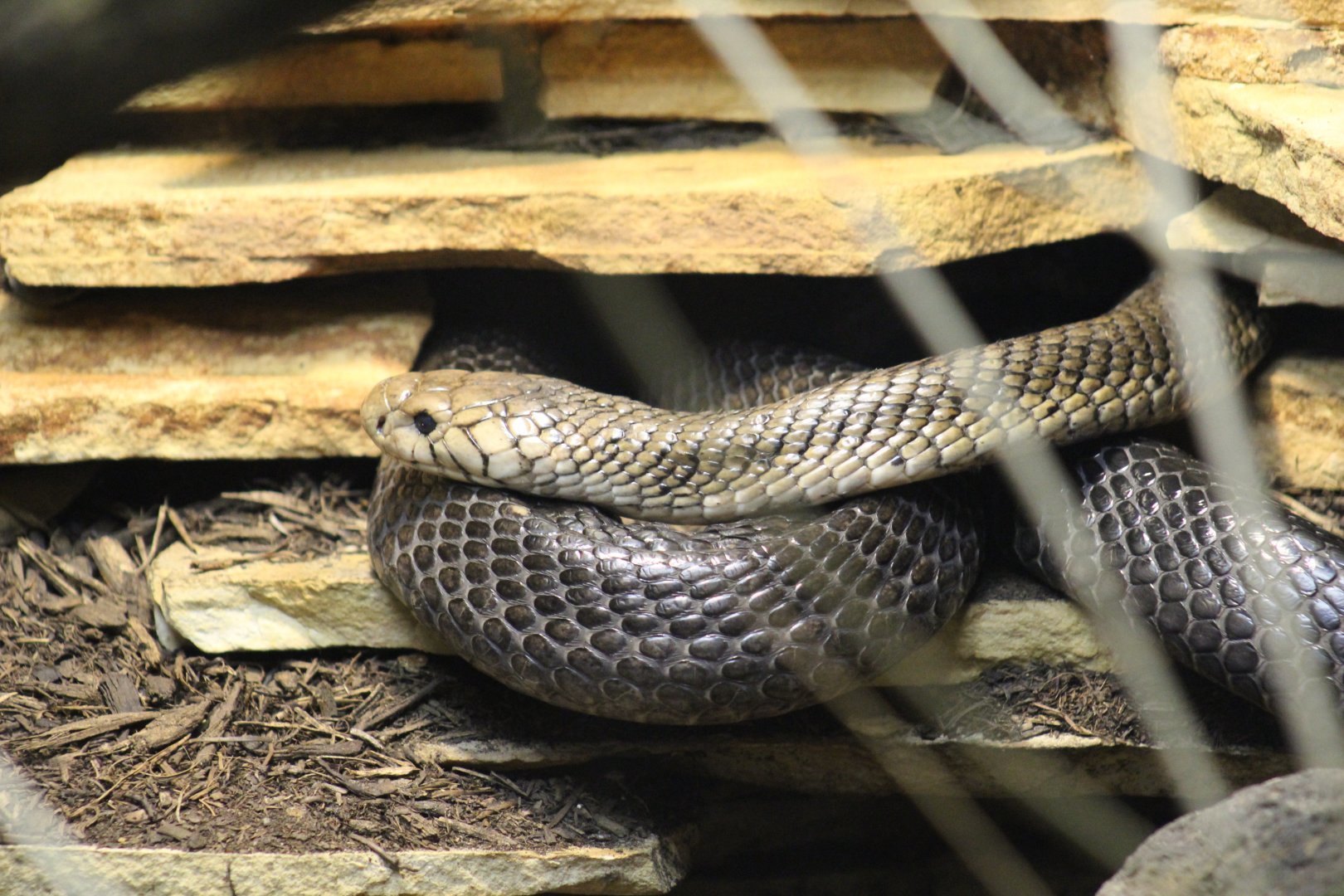 Forest Cobra