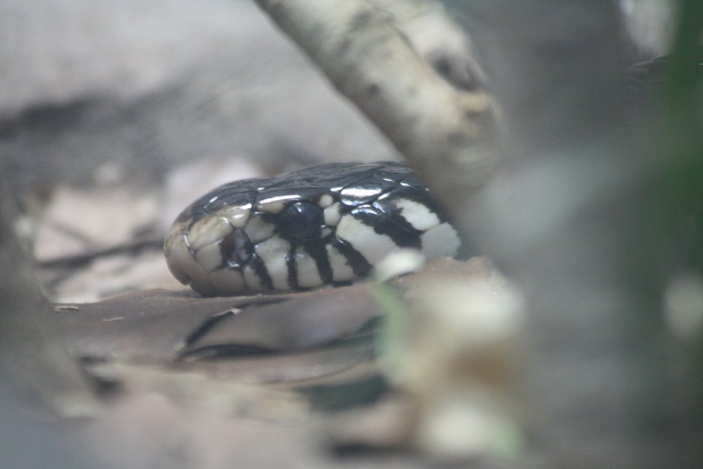 Forest Cobra