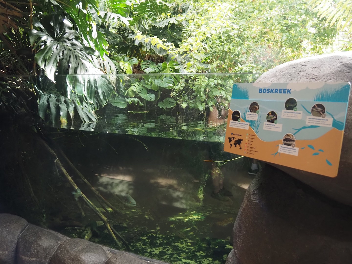 Forest creek exhibit, 2024-06-30