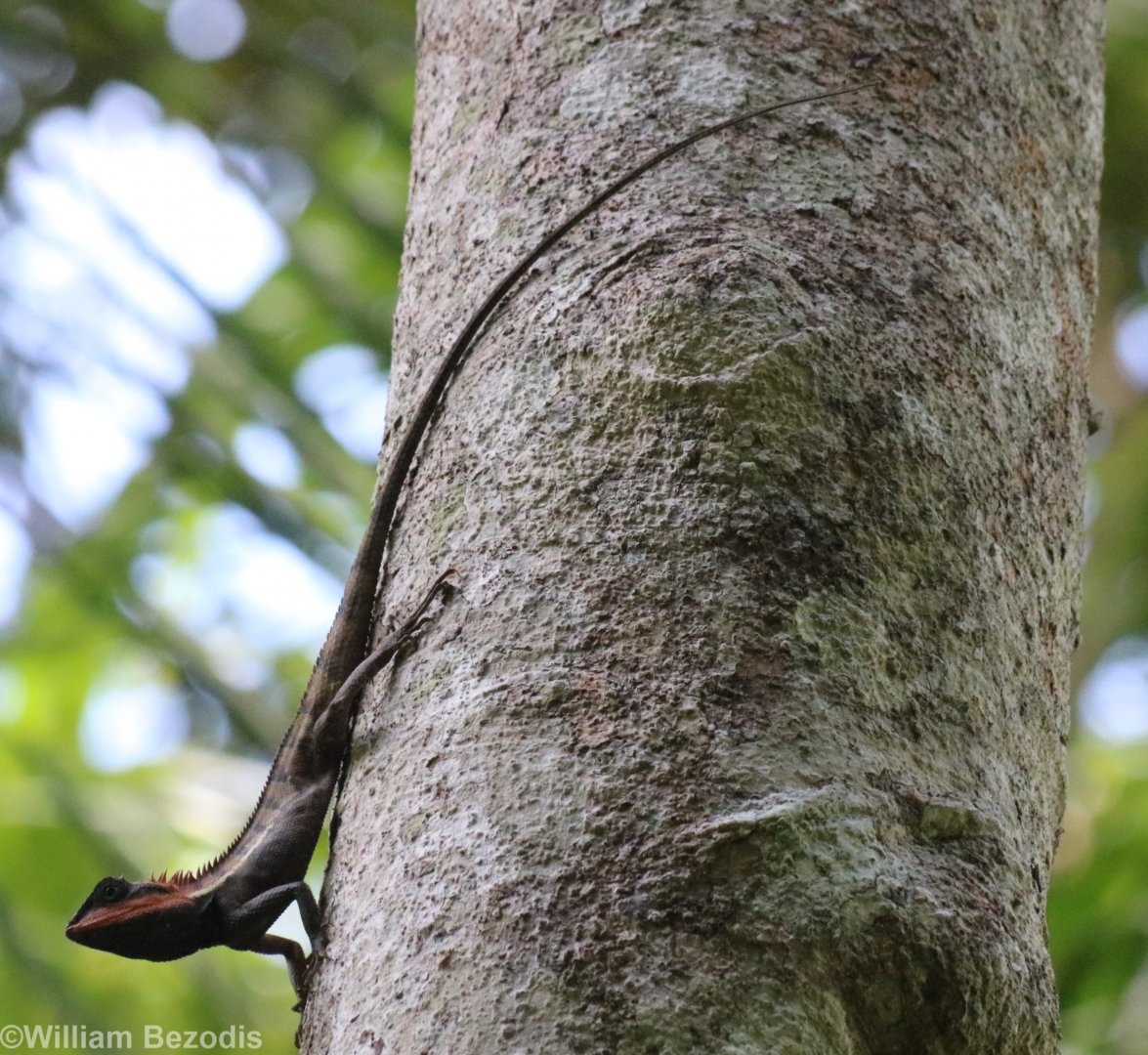 Forest Crested Lizard - Khao Yai National Park