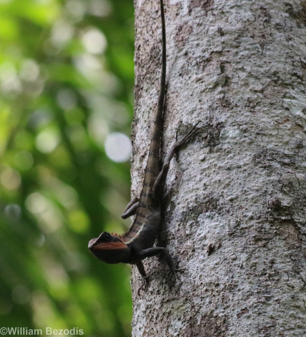 Forest Crested Lizard - Khao Yai National Park