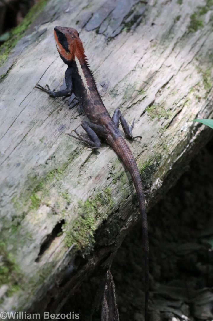 Forest Crested Lizard - Khao Yai National Park