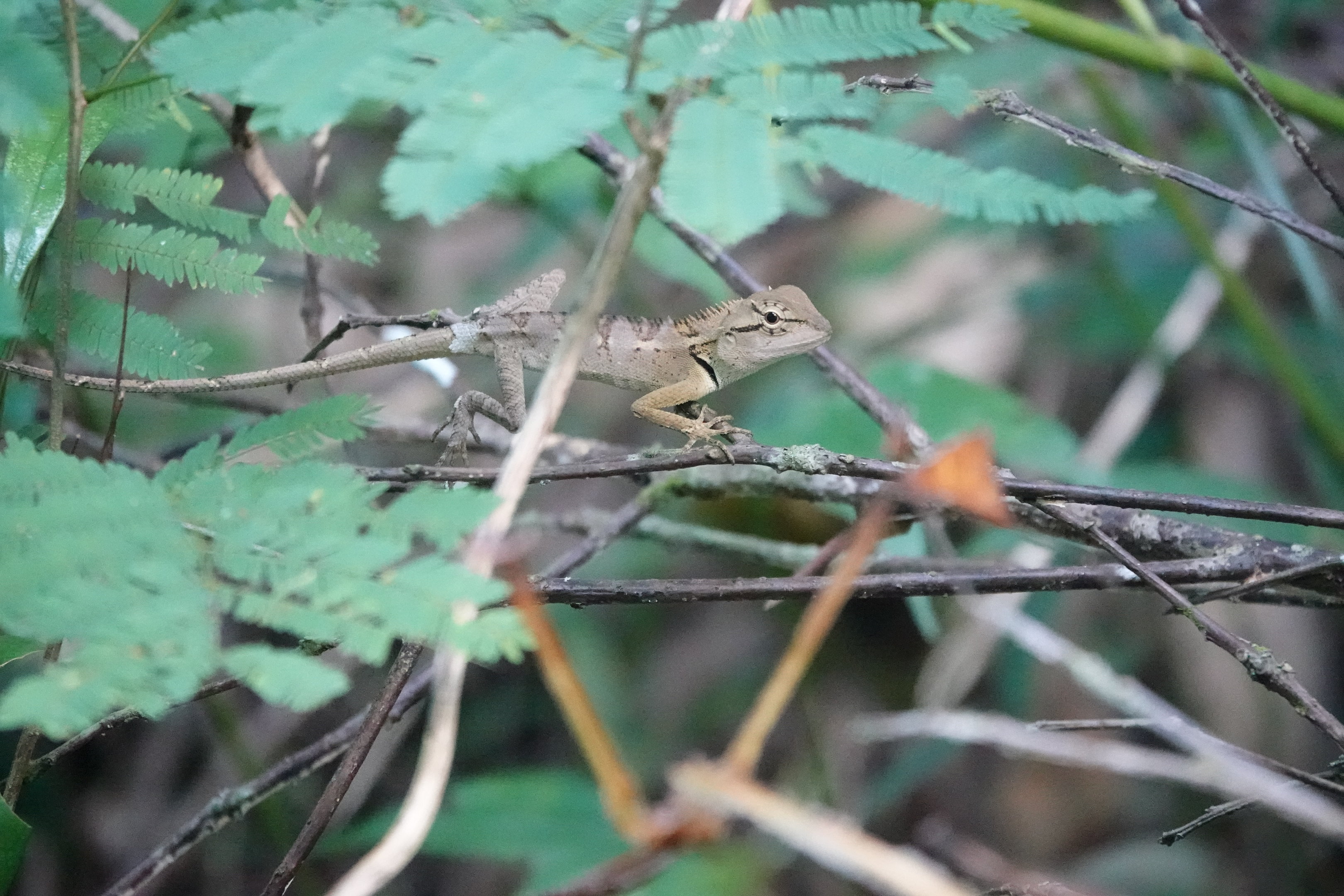 Forest Crested Lizard