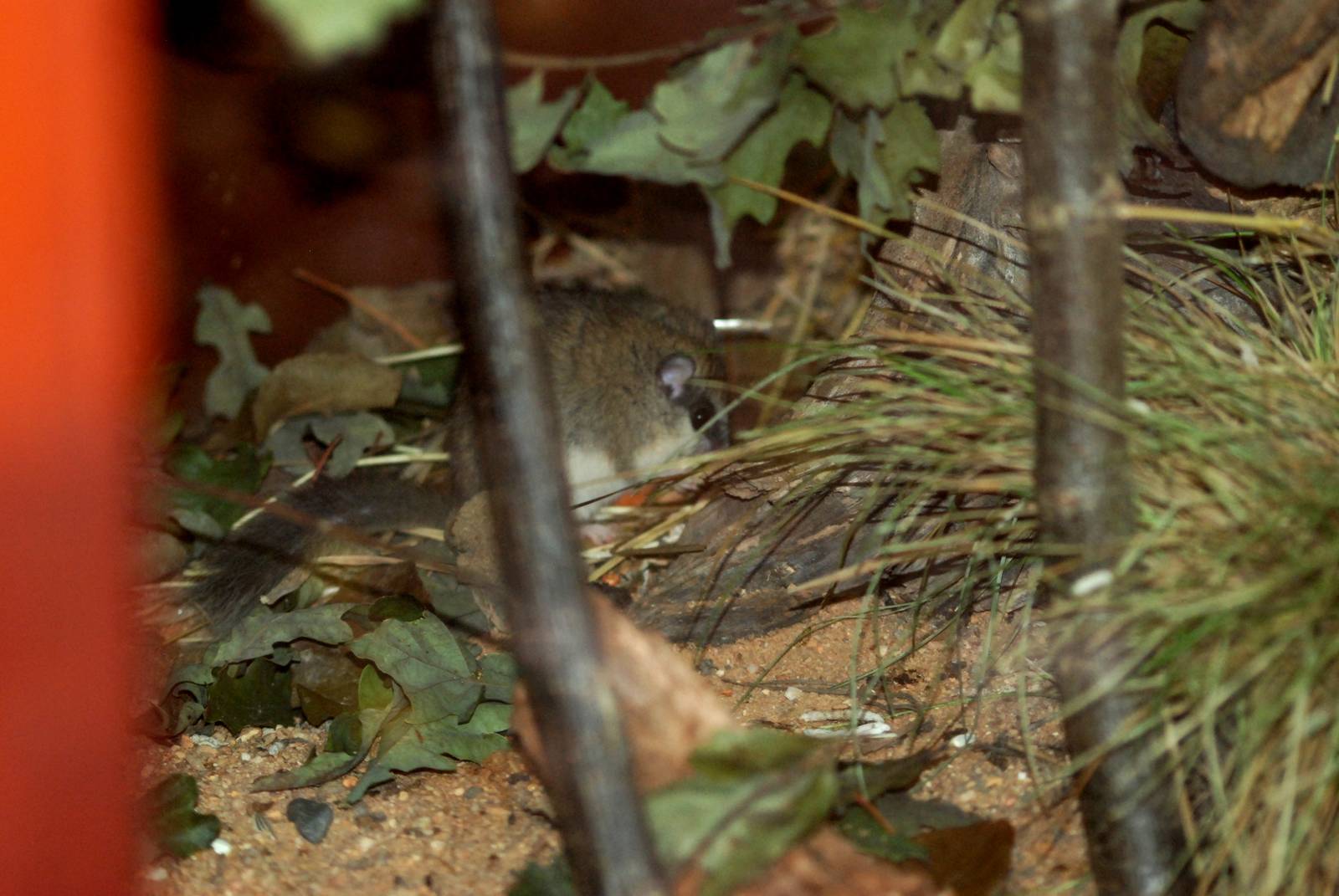 Forest Dormouse at Pilsen, 01/09/12