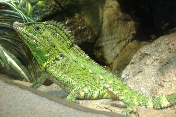 Forest Dragon Blankenberg Serpentarium