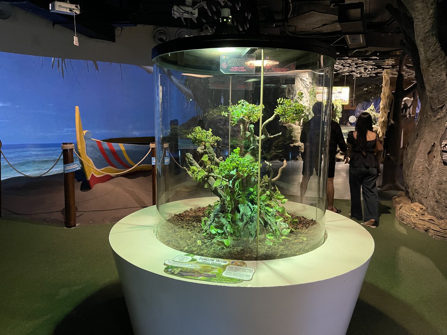 forest dragon exhibit